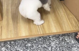 [🆕🇻🇳] Pet’s Home – Hệ thống cửa hàng thú cưng 🐶🦜 Top1Pets 🐱🐠  , shares-0✔️ , likes-0❤️️ , date-🐶🐱🇻🇳🇻🇳🇻🇳📰🆕