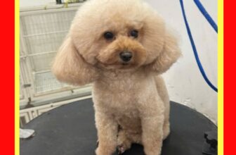 [🆕🇻🇳] Katos PetHome – Petshop Spa Grooming và Hotel 🐶🦜 Top1Pets 🐱🐠  DỊCH VỤ GROOMING CHÓ MÈO CHUYÊN NGHIỆP TẠI KATOS PET CARE
Sạch – Thơm – Mượt – An Toàn tuyệt đối cho bé cưng!
Bạn đang tìm nơi tắm cho chó sạch sẽ, n , shares-0✔️ , likes-0❤️️ , date-2025-09-08 05:17:41🐶🐱🇻🇳🇻🇳🇻🇳📰🆕