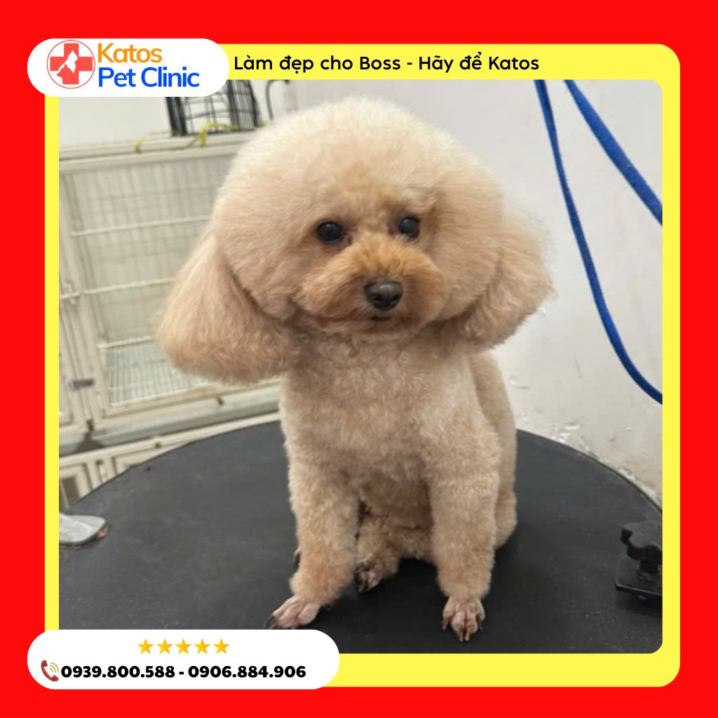 [🆕🇻🇳] Katos PetHome – Petshop Spa Grooming và Hotel 🐶🦜 Top1Pets 🐱🐠  DỊCH VỤ GROOMING CHÓ MÈO CHUYÊN NGHIỆP TẠI KATOS PET CARE
Sạch – Thơm – Mượt – An Toàn tuyệt đối cho bé cưng!
Bạn đang tìm nơi tắm cho chó sạch sẽ, n , shares-0✔️ , likes-0❤️️ , date-2025-09-08 05:17:41🐶🐱🇻🇳🇻🇳🇻🇳📰🆕
