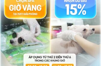 [🆕🇻🇳] Bệnh Viện Thú Y 2Vet – Giải Phóng 🐶🦜 Top1Pets 🐱🐠  GIỜ VÀNG SPA – DEAL XỊN CHO SEN & BOSS
Nắng nóng mà Boss ở nhà thì bí bách quá trời. Sen muốn cho Boss đi Spa vừa sạch vừa thơm nhưng lại lăn tăn chi phí , shares-0✔️ , likes-2❤️️ , date-2025-09-06 15:25:16🐶🐱🇻🇳🇻🇳🇻🇳📰🆕
