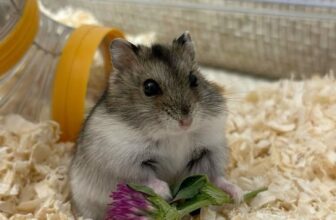 [🆕🇻🇳] Chuột hamster ninh bình  🐶🦜 Top1Pets 🐱🐠 Làm quen với hamster mới mua về
Khi vừa mua hamster về, nhiều bạn háo hức muốn bế ngay. Tuy nhiên, hamster cần thời gian thích nghi. Trong 1–2 ngày đầu, hã , shares-2✔️ , likes-0❤️️ , date-2025-09-06 16:48:47🐶🐱🇻🇳🇻🇳🇻🇳📰🆕