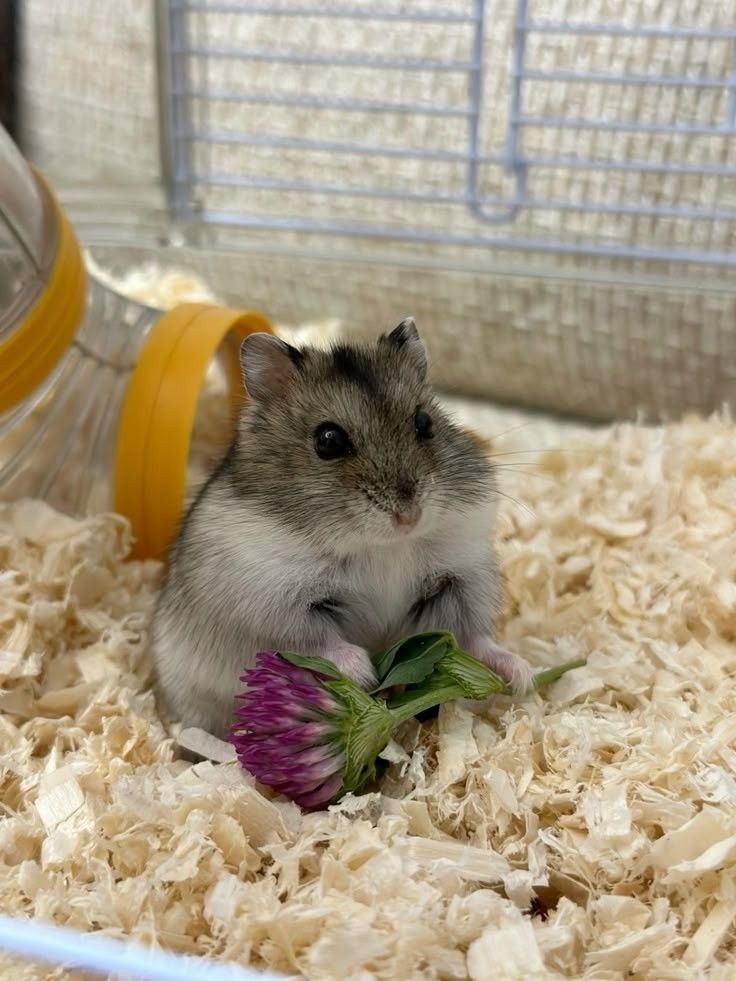 [🆕🇻🇳] Thiết Bị Thú Y Việt Nam 🐶🦜 Top1Pets 🐱🐠  KHỞI ĐẦU HOÀN HẢO CHO PHÒNG KHÁM THÚ Y
Sở hữu một phòng khám thú y, các bác sĩ thú y có từng băn khoăn:
Bắt đầu từ đâu ?
Đầu tư cái gì ?
Thế nào là đủ ? , shares-3✔️ , likes-30❤️️ , date-2025-09-06 19:13:53🐶🐱🇻🇳🇻🇳🇻🇳📰🆕