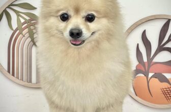 [🆕🇻🇳] MORRI Pet Care- Trung tâm thú cưng 🐶🦜 Top1Pets 🐱🐠 Khách ruột nhà MORRI Pet Care- Trung tâm thú cưng có dễ thương hong cô chú ơi𝐌𝐎𝐑𝐑𝐈 𝐏𝐞𝐭 𝐂𝐚𝐫𝐞- 𝐓𝐫𝐮𝐧𝐠 𝐭𝐚̂𝐦 𝐭𝐡𝐮́ 𝐜𝐮̛𝐧𝐠 𝐆𝐢𝐨̛̀ 𝐡𝐨𝐚̣𝐭 đ𝐨̣̂𝐧𝐠: 09h00 – 19h00. 𝗭𝗮 , shares-0✔️ , likes-2❤️️ , date-2025-09-07 19:31:39🐶🐱🇻🇳🇻🇳🇻🇳📰🆕