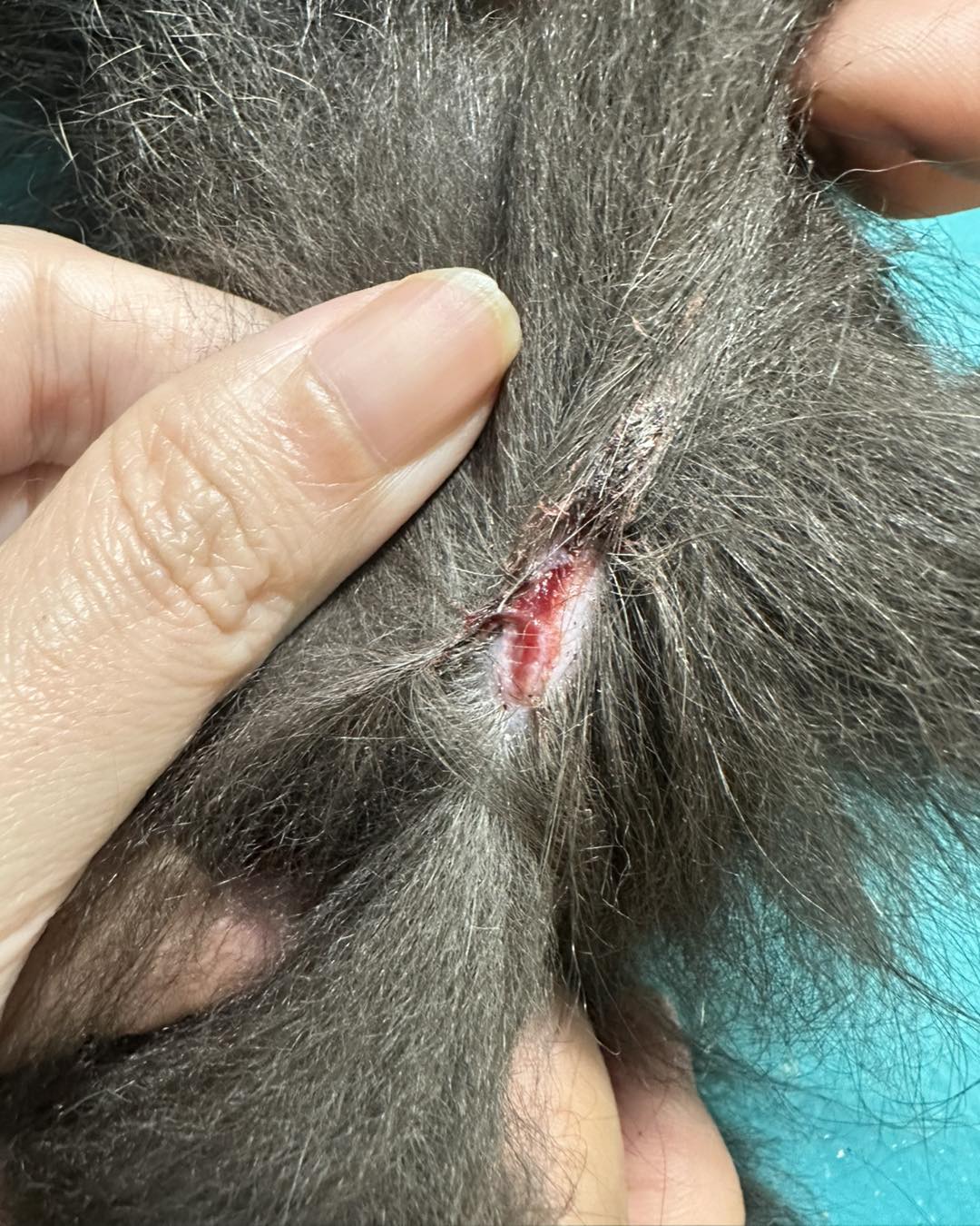 [🆕🇻🇳] Đứa Con Bốn Chân 🐶🦜 Top1Pets 🐱🐠 Con đã phẫu thuật loại bỏ hết phần hoại tử để ngăn ngừa ung thư.
Bé Sún tiến triển tốt nhưng có lẽ vì đã lớn tuổi kèm bệnh lý phức tạp nên chưa ai hỏi nuôi , shares-1✔️ , likes-121❤️️ , date-2025-09-08 22:20:11🐶🐱🇻🇳🇻🇳🇻🇳📰🆕