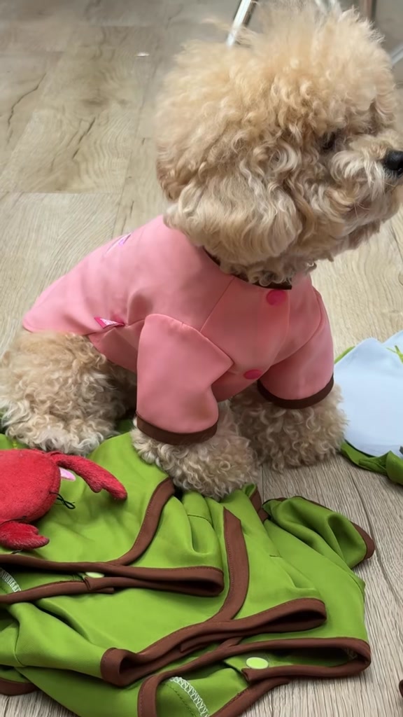 [🆕🇻🇳] HIHA PETS SHOP – Quần Áo Thú Cưng 🐶🦜 Top1Pets 🐱🐠  Áo Lan Xinh XắnTất cả sản phẩm nhà Hiha Pets đăng đều là hàng có sẵnMời bạn đến địa chỉ: 268A Huỳnh Văn Bánh, Phường 11, Quận Phú Nhuận, TP. HCM
, shares-0✔️ , likes-0❤️️ , date-2025-09-09 03:43:56🐶🐱🇻🇳🇻🇳🇻🇳📰🆕