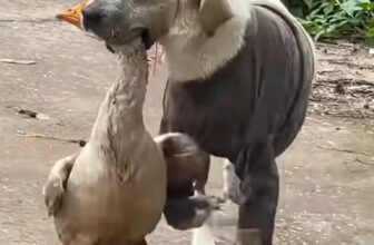 [🆕🇻🇳] YAN Pets 🐶🦜 Top1Pets 🐱🐠 Báo hại cho làng, báo hiếu cho bà: sơ hở là đi cuỗm gà vịt đem về cho nhà
#YAN #VitaminPets , shares-0✔️ , likes-15K❤️️ , date-2025-09-11 03:25:18🐶🐱🇻🇳🇻🇳🇻🇳📰🆕