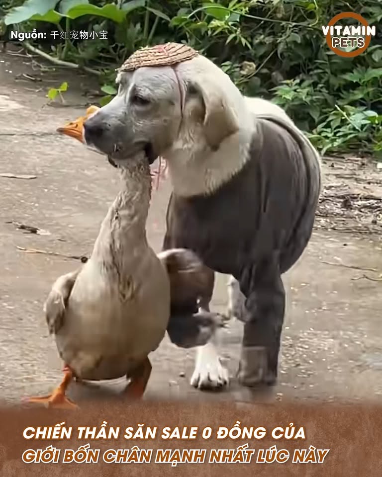 [🆕🇻🇳] YAN Pets 🐶🦜 Top1Pets 🐱🐠 Báo hại cho làng, báo hiếu cho bà: sơ hở là đi cuỗm gà vịt đem về cho nhà
#YAN #VitaminPets , shares-0✔️ , likes-15K❤️️ , date-2025-09-11 03:25:18🐶🐱🇻🇳🇻🇳🇻🇳📰🆕