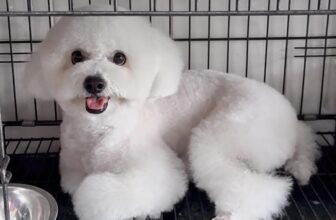 [🆕🇻🇳] Quynh Le Pet Spa  🐶🦜 Top1Pets 🐱🐠 Ruby – Viên ngọc thô đc mài dũa
Dũa đến mức cô Quền khan tiếng luôn
P/s: Ruby tượng trưng cho việc con đã đẹp dù ở đâu con vẫn luôn toả sáng kể cả trong ch , shares-0✔️ , likes-0❤️️ , date-2025-09-09 02:30:36🐶🐱🇻🇳🇻🇳🇻🇳📰🆕