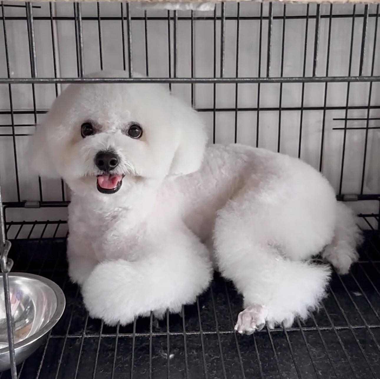 [🆕🇻🇳] Quynh Le Pet Spa  🐶🦜 Top1Pets 🐱🐠 Ruby – Viên ngọc thô đc mài dũa
Dũa đến mức cô Quền khan tiếng luôn
P/s: Ruby tượng trưng cho việc con đã đẹp dù ở đâu con vẫn luôn toả sáng kể cả trong ch , shares-0✔️ , likes-0❤️️ , date-2025-09-09 02:30:36🐶🐱🇻🇳🇻🇳🇻🇳📰🆕