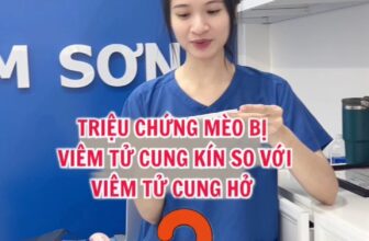[🆕🇻🇳] BỆNH VIỆN THÚ Y KIM SƠN 46 E2 Nguyễn Văn Đậu, f6. Bình Thạnh 0334547271 🐶🦜 Top1Pets 🐱🐠 Series Giải đáp thắc mắc cùng bác sĩ thú cưng. Tập 1: Viêm tử cung kín khác gì viêm tử cung hở?  #thuykimson #yeuthuongdongvat #ChamSocThuCung #bacsithuy , shares-0✔️ , likes-0❤️️ , date-2025-09-09 02:16:25🐶🐱🇻🇳🇻🇳🇻🇳📰🆕