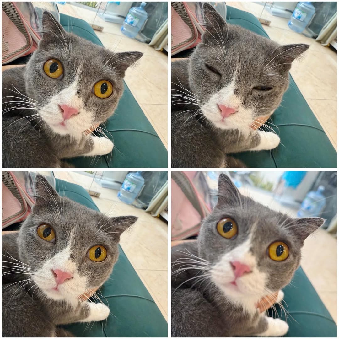 [🆕🇻🇳] MeoWorld – Cat Grooming & Hotel 🐶🦜 Top1Pets 🐱🐠  50 biểu cảm đi tắm————————————————————
MeoWorld – Cat Grooming & Hotel quận 7
Địa chỉ : 458/15 Huỳnh Tấn Phát , Bình Thuận , Q7
Hotline : 0707938086
, shares-0✔️ , likes-0❤️️ , date-2025-09-08 22:03:00🐶🐱🇻🇳🇻🇳🇻🇳📰🆕