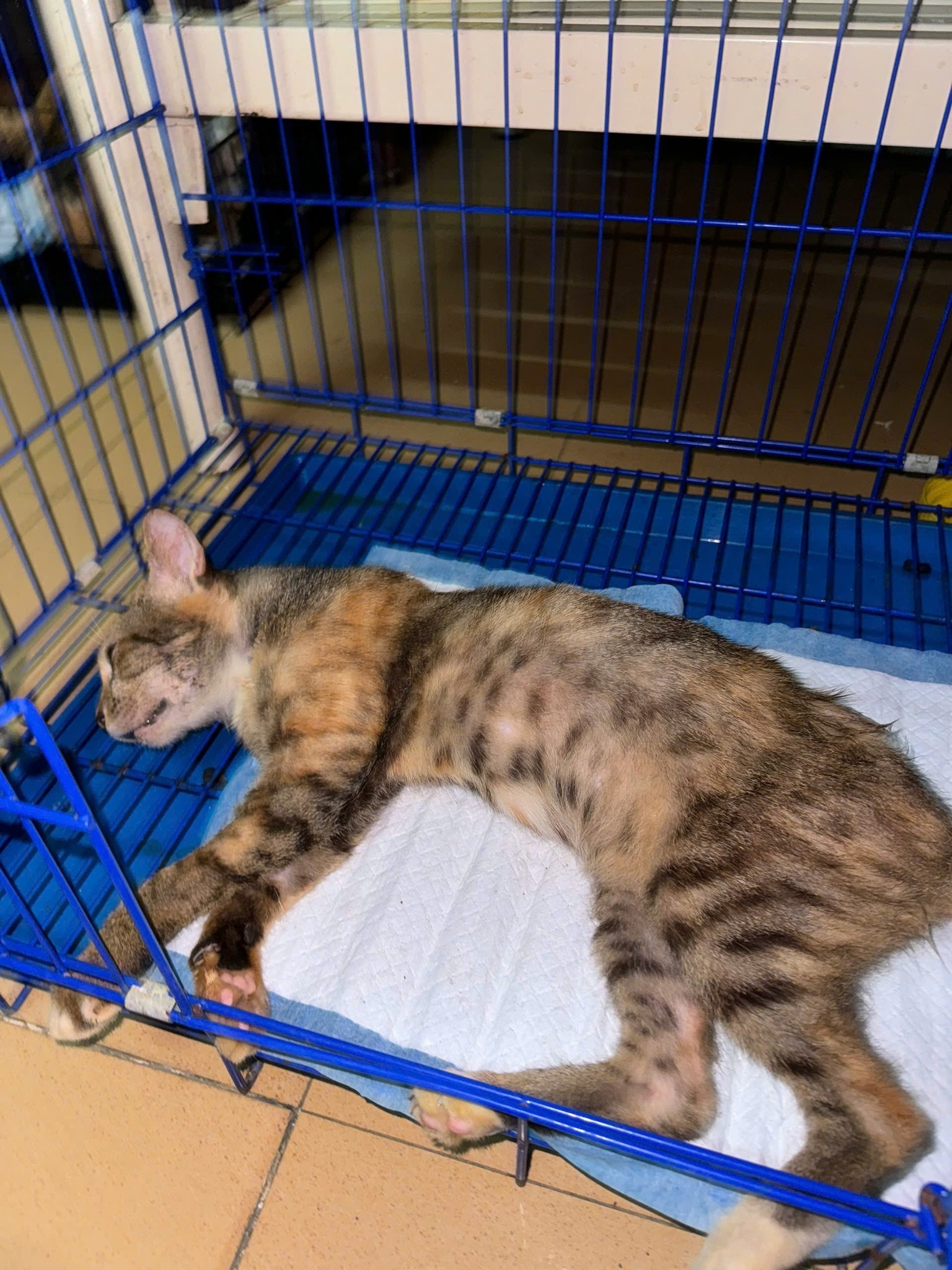 [🆕🇻🇳] Đứa Con Bốn Chân 🐶🦜 Top1Pets 🐱🐠 Con đã phẫu thuật loại bỏ hết phần hoại tử để ngăn ngừa ung thư.
Bé Sún tiến triển tốt nhưng có lẽ vì đã lớn tuổi kèm bệnh lý phức tạp nên chưa ai hỏi nuôi , shares-1✔️ , likes-121❤️️ , date-2025-09-08 22:20:11🐶🐱🇻🇳🇻🇳🇻🇳📰🆕