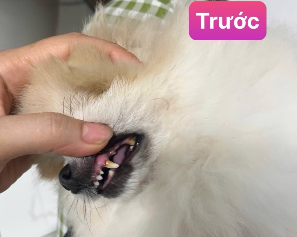 [🆕🇻🇳] THỎ PET SHOP – TIỆM LÀM ĐẸP CHO THÚ CƯNG 🐶🦜 Top1Pets 🐱🐠 Ca chiều tối 15h00-18h30, làm 2 combo tắm cắt và lấy cao răng tại nhà cho em bé kute
#thứ3
, shares-0✔️ , likes-1❤️️ , date-2025-09-09 23:49:31🐶🐱🇻🇳🇻🇳🇻🇳📰🆕