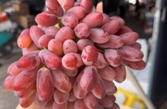 [🆕🇻🇳] Hoa Quả 4Mùa – Cửa hàng rau quả 🍔 Top1Food  🍜  Trái cây nhà e hôm nay gồm có
Nho mẫu đơn xanh : 159-189k/ chùm
Táo cherry giòn ngọt : #95k /kg
Nho đỏ ruby giòn ngọt : #169k/ kg
Kẹo hũ socola tươi :  , shares-0✔️ , likes-0❤️️ , date-2025-09-11 21:40:38🇻🇳🇻🇳🇻🇳📰🆕