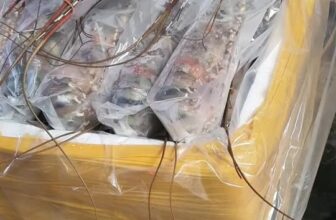 [🆕🇻🇳] Tôm Hùm Việt – Chuyên cung cấp sỉ tôm hùm cho các vựa, nhà hàng khách sạn 🍔 Top1Food  🍜 Chào cả nhà!
Tiếp tục đi nhẹ  50kg tôm hùm đông lạnh cho chị khách hạ long siêu dễ thương
Đảm bảo chất lượng tuyệt vời, thịt chắc, ngọt và đầy đặn.
Giá  , shares-0✔️ , likes-2❤️️ , date-2025-09-10 17:39:19🇻🇳🇻🇳🇻🇳📰🆕