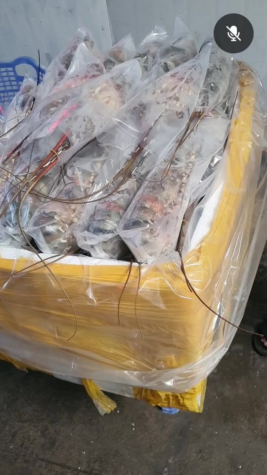 [☕️🇻🇳] La Dao Spa – Coffee House, homestay 🥤 Top1Coffee ☕️ Lá Dao Spa – Tắm lá Dao đỏ, ngắm mùa lúa vàng Tả Van Mùa đẹp nhất trong năm đã đến! Ngồi trong phòng tắm thảo dược hay nằm massa , shares-0✔️ , likes-0❤️️ , date-2025-09-10 17:36:59🇻🇳🇻🇳🇻🇳📰🆕