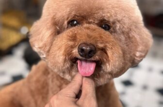 [🆕🇻🇳] Pel Pet Town 🐶🦜 Top1Pets 🐱🐠 Coi cái mặt cưng chưa kìa
#cắt tỉa
#spa chó-mèo
#grooming
, shares-1✔️ , likes-4❤️️ , date-2025-09-12 15:56:06🐶🐱🇻🇳🇻🇳🇻🇳📰🆕