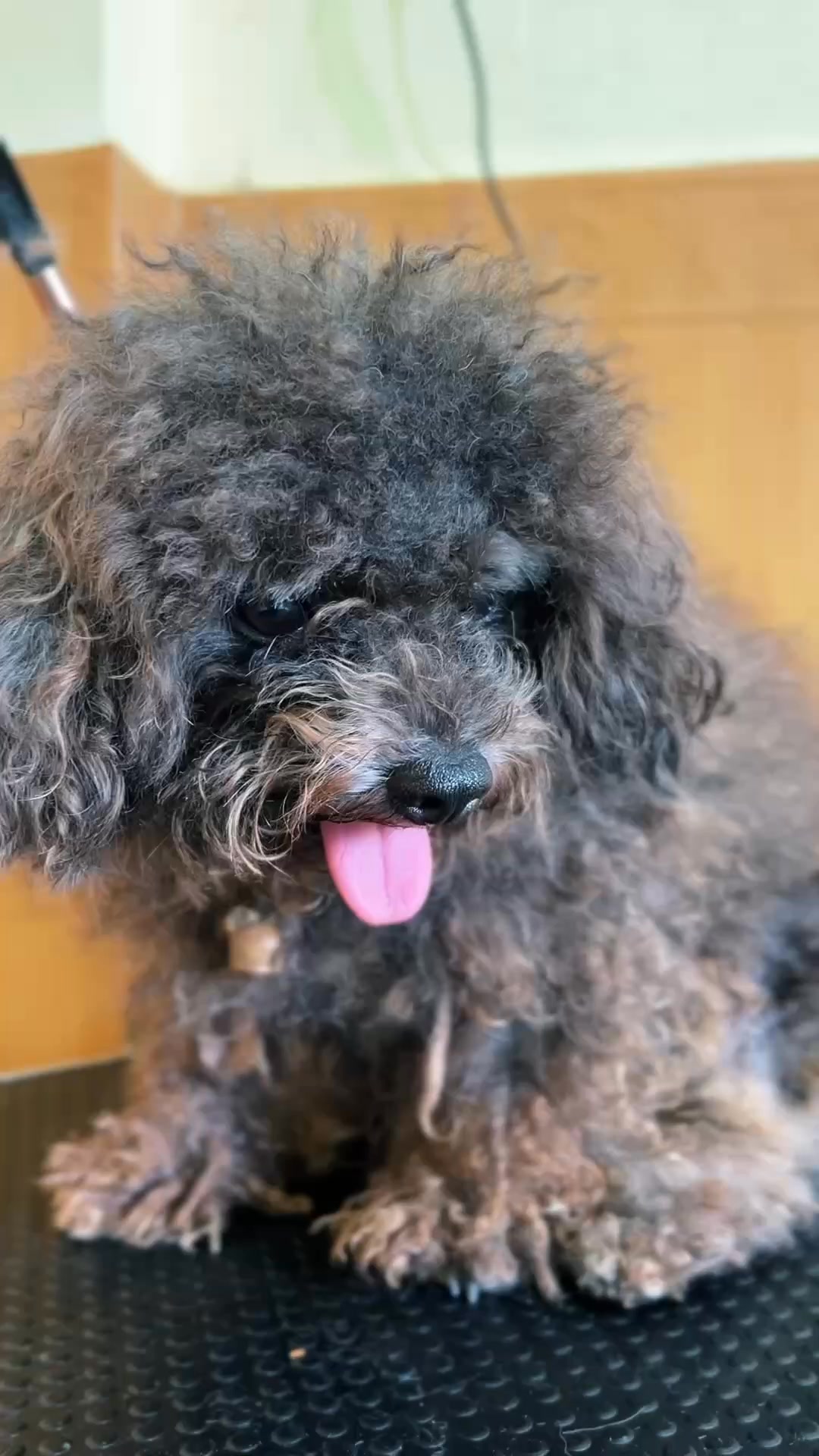 [🆕🇻🇳] Gia Khanh Pets – Nơi thú cưng của bạn được quan tâm hơn 🐶🦜 Top1Pets 🐱🐠  **So sánh nhẹ cho vui mà cay lắm nha!**Boss đi spa chỗ khác:* Cắt tỉa xong nhìn như “cắt tóc 20k ngoài chợ”
* Sen vẫn phải lặn lội chở đi, kẹt xe, n , shares-0✔️ , likes-0❤️️ , date-2025-09-10 15:22:04🐶🐱🇻🇳🇻🇳🇻🇳📰🆕