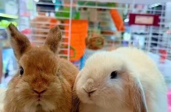 [🆕🇻🇳] Pet shop Miền Đất Hứa – Dịch vụ thú cưng 🐶🦜 Top1Pets 🐱🐠 Hai bé thỏ xinh xắn !!! , shares-0✔️ , likes-0❤️️ , date-2025-09-14 16:56:44🐶🐱🇻🇳🇻🇳🇻🇳📰🆕