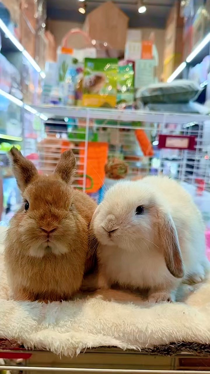 [🆕🇻🇳] Pet shop Miền Đất Hứa – Dịch vụ thú cưng 🐶🦜 Top1Pets 🐱🐠 Hai bé thỏ xinh xắn !!! , shares-0✔️ , likes-0❤️️ , date-2025-09-14 16:56:44🐶🐱🇻🇳🇻🇳🇻🇳📰🆕