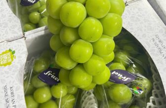 [🆕🇻🇳] Green World Fruit – Thế giới trái cây sạch 🍔 Top1Food  🍜 NHO MẪU ĐƠN HÀN QUỐC PREMIUM
SIÊU THƠM – SIÊU NGON – QUẢ SIÊU TO
#659K/CHÙM ~ 1KGNho mẫu đơn Shine Muscat có xuất xứ từ Nhật Bản và được trồng trong nhà , shares-1✔️ , likes-3❤️️ , date-2025-09-14 20:17:38🇻🇳🇻🇳🇻🇳📰🆕