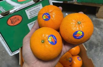 [🆕🇻🇳] Chio shop – Cửa hàng rau quả 🍔 Top1Food  🍜 Quýt Ironbank Size 64
– Vỏ mỏng, mướt đẹp
– Ngọt thơm ngon120k/kg
Thùng 8.5kg/900k
, shares-0✔️ , likes-1❤️️ , date-2025-09-14 14:54:57🇻🇳🇻🇳🇻🇳📰🆕