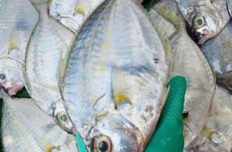 [🆕🇻🇳] Nhà AnAn – chuyên cung cấp rau củ quả hữu cơ, sạch, rõ nguồn gốc từ Đà Lạt 🍔 Top1Food  🍜 Ghe vừa vô thêm được mấy kg cá liệt size bự 7 con/kg, giá 260k/kg
Vài kg tôm thẻ biển, 3kg tôm đất nhà mình nha, tươi roi rói ạ.
, shares-0✔️ , likes-0❤️️ , date-2025-09-15 17:12:15🇻🇳🇻🇳🇻🇳📰🆕