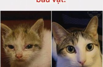 [🆕🇻🇳] Nu Pet – Yêu Thú Cưng 🐶🦜 Top1Pets 🐱🐠 Nhặt được kho báu#nupet
, shares-729✔️ , likes-61K❤️️ , date-2025-09-22 17:00:51🐶🐱🇻🇳🇻🇳🇻🇳📰🆕