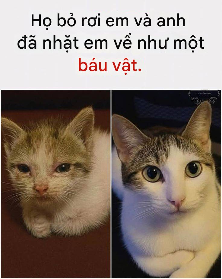 [🆕🇻🇳] Nu Pet – Yêu Thú Cưng 🐶🦜 Top1Pets 🐱🐠 Nhặt được kho báu#nupet
, shares-729✔️ , likes-61K❤️️ , date-2025-09-22 17:00:51🐶🐱🇻🇳🇻🇳🇻🇳📰🆕