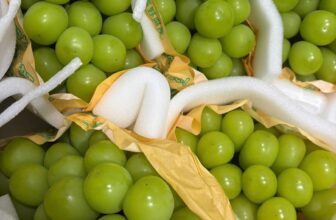 [🆕🇻🇳] Paul’s Healthy Fruits – Cửa hàng rau quả 🍔 Top1Food  🍜 Nho mẫu đơn Nhật ngọt lịm, thơm, cứng trái, chùm chắc
Giá  chùm nặng tb 700gr đến 750gr
, shares-0✔️ , likes-0❤️️ , date-2025-09-15 16:37:10🇻🇳🇻🇳🇻🇳📰🆕