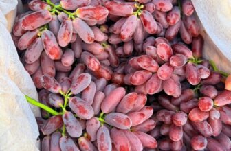 [🆕🇻🇳] Trái Cây Nhập Khẩu Đường Bay – Cửa hàng rau quả 🍔 Top1Food  🍜 Nho đỏ em về tươi ngon lắm luôn #130k/kg. Combo 2kg 250k.Nho cuốn tươi- trái cứng giòn ngọt đậm- trái màu đỏ thẫm siêu đẹp!…Đây là vị bên em ăn th , shares-1✔️ , likes-2❤️️ , date-2025-09-15 14:50:57🇻🇳🇻🇳🇻🇳📰🆕