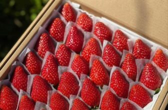 [🆕🇻🇳] Vườn Dâu Nhà Mớm – Based in Saigon 🍔 Top1Food  🍜 Nào nào hôm nay là cuối tuần rồi, nạp chút vitamin  cho cả nhà nhé
Size lớn 36 trái giá 220k/ hộp 500gr0946893087
, shares-0✔️ , likes-0❤️️ , date-2025-09-13 17:37:24🇻🇳🇻🇳🇻🇳📰🆕