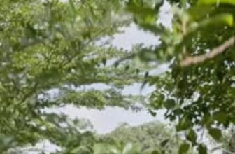 [🆕🇻🇳] Mito Sweets – Đào tạo trang trí bánh chuyên nghiệp 🍔 Top1Food  🍜  , shares-0✔️ , likes-7❤️️ , date-2025-09-16 03:54:53🇻🇳🇻🇳🇻🇳📰🆕