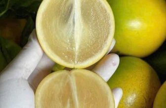 [🆕🇻🇳] THUỶ THUỶ FOOD – Trái Cây Sạch / Đặc Sản Đà Lạt 🍔 Top1Food  🍜  𝐕𝐔́ 𝐒𝐔̛̃𝐀 𝐇𝐎𝐀̀𝐍𝐆 𝐊𝐈𝐌 Thơm ngất ngây – Mềm – Ngọt thanh, mã đẹp.  Hàng trái mùa. Ko có nhiều ạ. Khách lên đơn nhanh nha
#259k/3kg – Lẻ 89k/kg
Thùng 5kg  , shares-0✔️ , likes-0❤️️ , date-2025-09-15 04:45:03🇻🇳🇻🇳🇻🇳📰🆕