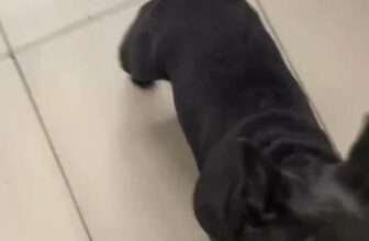 [🆕🇻🇳] Siêu Thị Thú Cưng Hachiko Petmall – 151B Trần Quang Khải P.Tân Định Quận 1 🐶🦜 Top1Pets 🐱🐠 Bé Ino mới đi hotel 3 ngày mà đã tăng 6 lạng rồi , shares-0✔️ , likes-1❤️️ , date-2025-09-19 17:58:35🐶🐱🇻🇳🇻🇳🇻🇳📰🆕