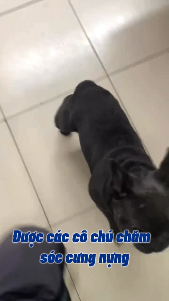 [🆕🇻🇳] Siêu Thị Thú Cưng Hachiko Petmall – 151B Trần Quang Khải P.Tân Định Quận 1 🐶🦜 Top1Pets 🐱🐠 Bé Ino mới đi hotel 3 ngày mà đã tăng 6 lạng rồi , shares-0✔️ , likes-1❤️️ , date-2025-09-19 17:58:35🐶🐱🇻🇳🇻🇳🇻🇳📰🆕