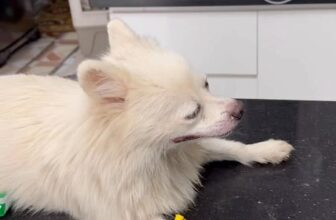 [🆕🇻🇳] Bệnh Viện Thú Y LAN PET Hà Nam 🐶🦜 Top1Pets 🐱🐠 2 bà mẹ cùng cấp cứu tại Lan Pet #Cấpcứuchómèo #tụtcanxitrênchómèo #bệnhviệnthúyLanPetuytín , shares-0✔️ , likes-5❤️️ , date-2025-09-19 17:47:21🐶🐱🇻🇳🇻🇳🇻🇳📰🆕