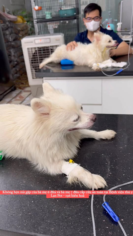 [🆕🇻🇳] Bệnh Viện Thú Y LAN PET Hà Nam 🐶🦜 Top1Pets 🐱🐠 2 bà mẹ cùng cấp cứu tại Lan Pet #Cấpcứuchómèo #tụtcanxitrênchómèo #bệnhviệnthúyLanPetuytín , shares-0✔️ , likes-5❤️️ , date-2025-09-19 17:47:21🐶🐱🇻🇳🇻🇳🇻🇳📰🆕
