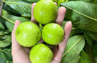 [🆕🇻🇳] Minnie Food – Thực phẩm & Đồ uống 🍔 Top1Food  🍜 Cuối mùa r mà vườn báo vét dc lô ổi ngon thì phải làm sao
Mai là có rồi ạ, khách lấy nhắn e giao nhe
, shares-0✔️ , likes-0❤️️ , date-2025-09-15 05:25:07🇻🇳🇻🇳🇻🇳📰🆕