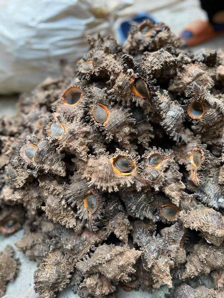 [🆕🇻🇳]  Nga Trần Shop Quần Áo Trẻ Em Và Gia Đình 🧑‍🧒❤️️👶⭐️ Xaaaaa khooo v\u00f4 nhanh c\u00e1c mom oi”},”id”:”UzpfSTYxNTU3NDc3OTkzMjk4OlZLOjY1OTgwMjEwNzE3MDEyMA==”},”accent_color”:”FF80092A”},”extensions”:{“prefetc , shares-21✔️ , likes-16❤️️ , date-2025-09-16 21:26:38🇻🇳🇻🇳🇻🇳📰🆕