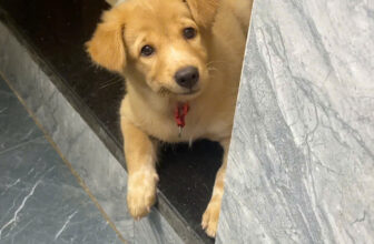 [🆕🇻🇳] Phòng Khám Thú Y 24H Đà Nẵng My Pet Clinic 🐶🦜 Top1Pets 🐱🐠 [ Đã có người nhận]
Góc tặng cúnBạn Duyên có gửi 1 bé cún để tặng lại cho chủ nào thương. Bé ngoan, nghe lời. Bạn nào mong muốn nhận xin gọi sdt: 077716 , shares-0✔️ , likes-81❤️️ , date-2025-09-21 02:12:15🐶🐱🇻🇳🇻🇳🇻🇳📰🆕