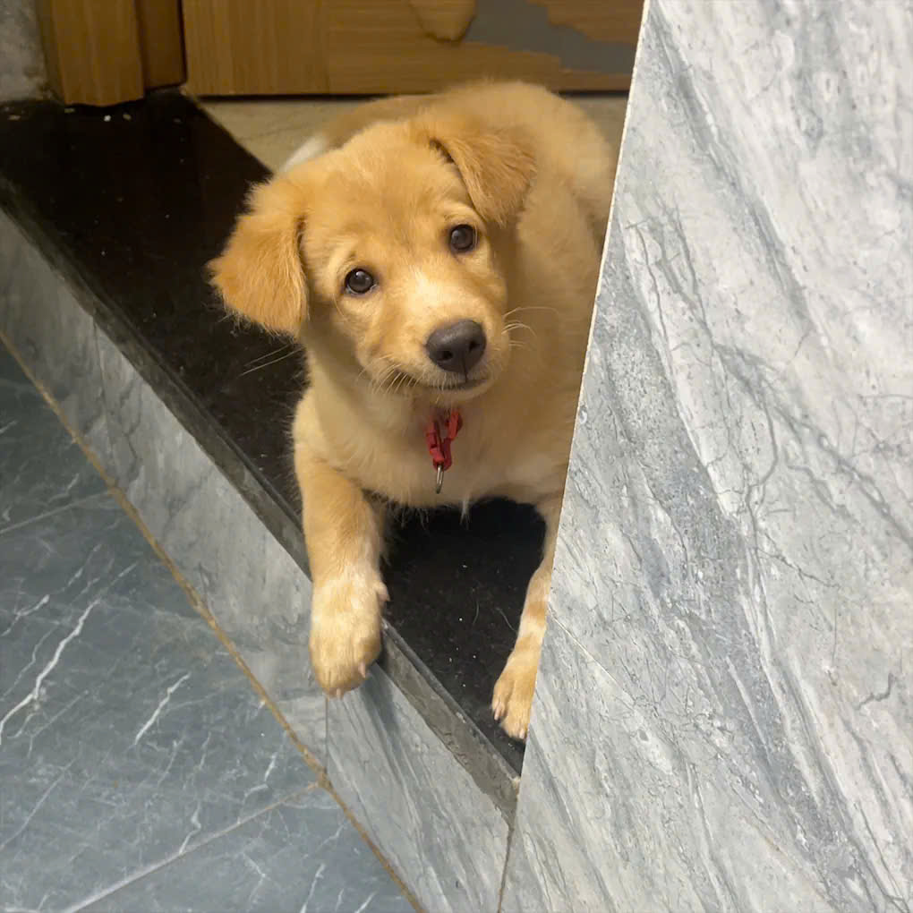 [🆕🇻🇳] Phòng Khám Thú Y 24H Đà Nẵng My Pet Clinic 🐶🦜 Top1Pets 🐱🐠 [ Đã có người nhận]
Góc tặng cúnBạn Duyên có gửi 1 bé cún để tặng lại cho chủ nào thương. Bé ngoan, nghe lời. Bạn nào mong muốn nhận xin gọi sdt: 077716 , shares-0✔️ , likes-81❤️️ , date-2025-09-21 02:12:15🐶🐱🇻🇳🇻🇳🇻🇳📰🆕