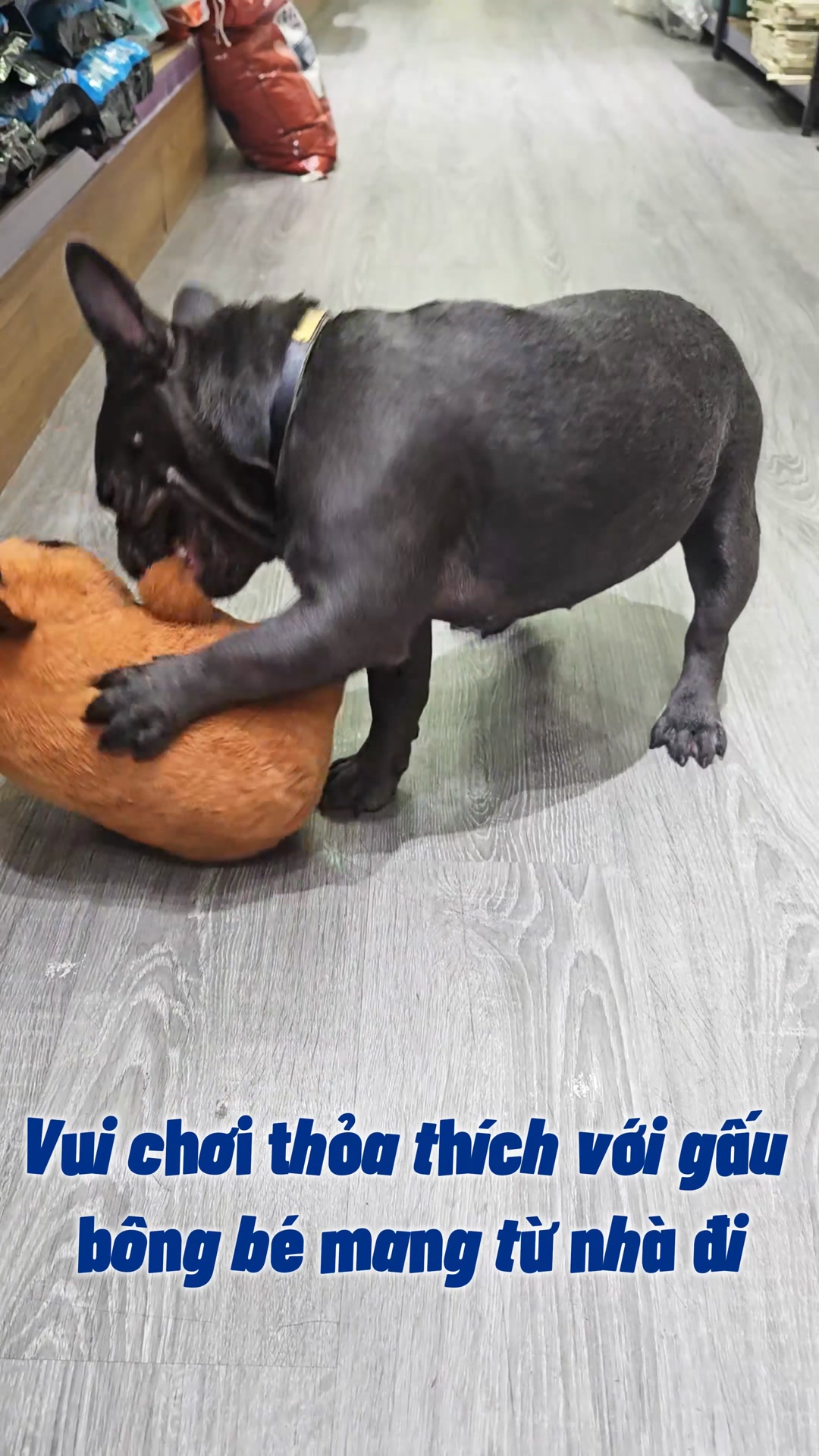 [🆕🇻🇳] Pet Hub Tây Ninh 🐶🦜 Top1Pets 🐱🐠 Niệm thần chú: ” Không ai thấy, không ai thấy, không ai thấy ”
#PetHubTayNinh , shares-0✔️ , likes-2❤️️ , date-2025-09-29 22:54:09🐶🐱🇻🇳🇻🇳🇻🇳📰🆕