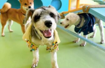 [🆕🇻🇳] Petopia play&care 🐶🦜 Top1Pets 🐱🐠 Ba anh em nhi đồng đi học mầm non Petopia.
, shares-0✔️ , likes-5❤️️ , date-2025-09-18 04:17:41🐶🐱🇻🇳🇻🇳🇻🇳📰🆕