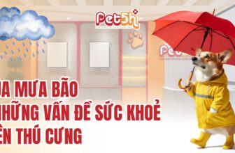 [🆕🇻🇳] Pet5H Veterinary System – Hệ Thống Thú Y Pet5H 🐶🦜 Top1Pets 🐱🐠  Mùa mưa bão & những nguy cơ sức khỏe tiềm ẩn đối với thú cưngMùa mưa bão không chỉ mang theo những cơn mưa to, gió lớn gây thiệt hại về vật chất và tinh , shares-1✔️ , likes-1❤️️ , date-2025-09-22 20:54:51🐶🐱🇻🇳🇻🇳🇻🇳📰🆕