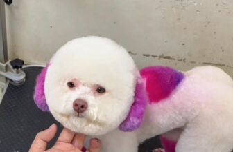 [🆕🇻🇳] Bệnh viện thú y Kinh Bắc Từ Sơn 🐶🦜 Top1Pets 🐱🐠 Đầu tháng ba mẹ đưa các em lên màu cho may mắn và rực rỡ nào— Bệnh viện thú y Kinh Bắc —
TP Từ Sơn: S17 Lý Thánh Tông- Đồng Nguyên- Từ Sơn- Bắc Nin , shares-0✔️ , likes-0❤️️ , date-2025-09-23 00:10:34🐶🐱🇻🇳🇻🇳🇻🇳📰🆕