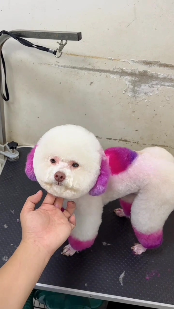 [🆕🇻🇳] Bệnh viện thú y Kinh Bắc Từ Sơn 🐶🦜 Top1Pets 🐱🐠 Đầu tháng ba mẹ đưa các em lên màu cho may mắn và rực rỡ nào— Bệnh viện thú y Kinh Bắc —
TP Từ Sơn: S17 Lý Thánh Tông- Đồng Nguyên- Từ Sơn- Bắc Nin , shares-0✔️ , likes-0❤️️ , date-2025-09-23 00:10:34🐶🐱🇻🇳🇻🇳🇻🇳📰🆕