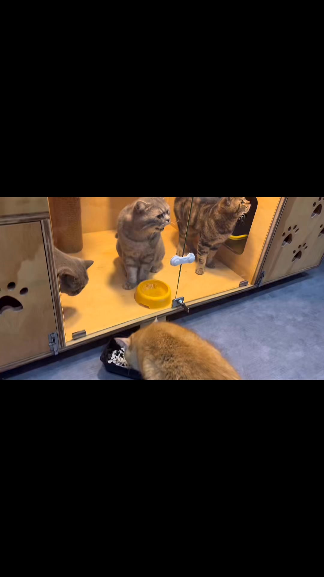 [🆕🇻🇳] Juli Pet Salon – Nha Trang 🐶🦜 Top1Pets 🐱🐠 Trung Thu Là Để Uống Trà , Trăng Là Để Ngắm Em Là Để YêuNhững dịch vụ ở #JULI
Spa – Hotel – Thức ăn – Phụ kiện – Bán cún mèo cảnh
Đào tạo học viên  , shares-0✔️ , likes-6❤️️ , date-2025-09-26 03:21:33🐶🐱🇻🇳🇻🇳🇻🇳📰🆕