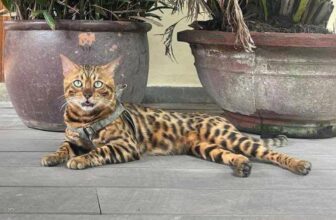 [🆕🇻🇳] Dr.Thảo pet care 🐶🦜 Top1Pets 🐱🐠 Mèo của khách cần tìm nhà mới cho tụi nhỏ, có ai thấy thương thì liên hệ họ dưới bài viết nhéBengal Premium – Biểu tượng của sự đẳng cấpChúng tôi tr , shares-0✔️ , likes-1❤️️ , date-2025-09-25 18:13:54🐶🐱🇻🇳🇻🇳🇻🇳📰🆕