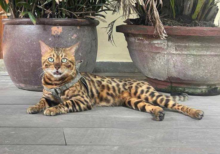 [🆕🇻🇳] Koso Vietnam 🚗 Top1Go 🏍️  Zin zít. Lô đúng cái bơm nước Koso.
Yamaha NVX155 / Lexi 155 / Nmax 155 , shares-0✔️ , likes-0❤️️ , date-2025-09-25 18:15:19🇻🇳🇻🇳🇻🇳📰🆕